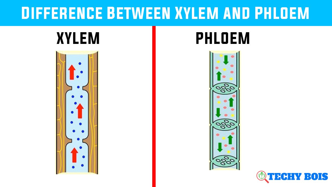 Difference Between Xylem and Phloem