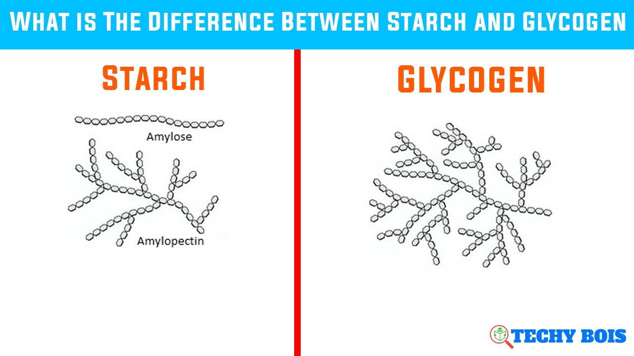 What is The Difference Between Starch and Glycogen