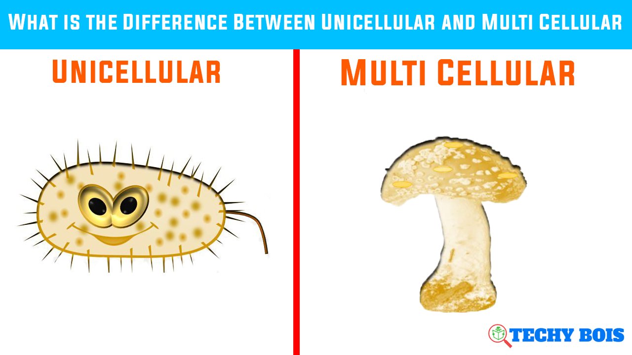 What is the Difference Between Unicellular and Multi Cellular