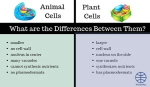 difference between plant cell and animal cells