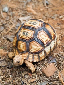 Difference Between Tortoises and Turtles