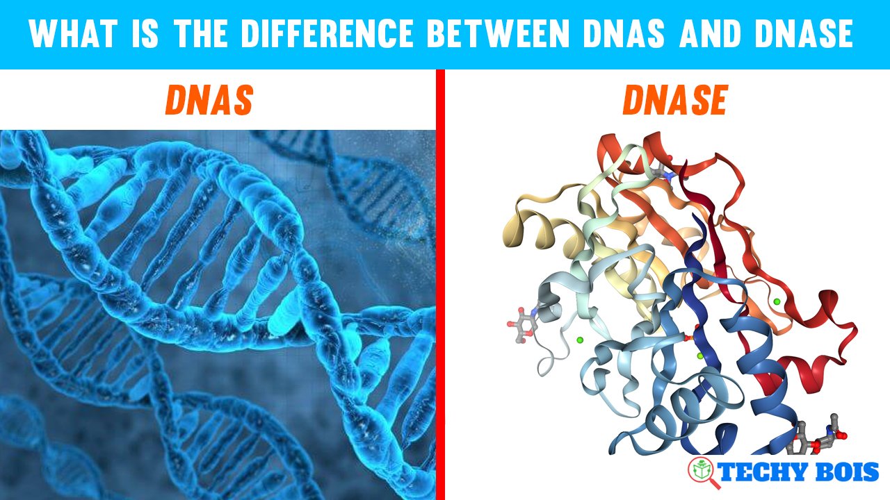 What is The Difference Between DNAs and DNASe