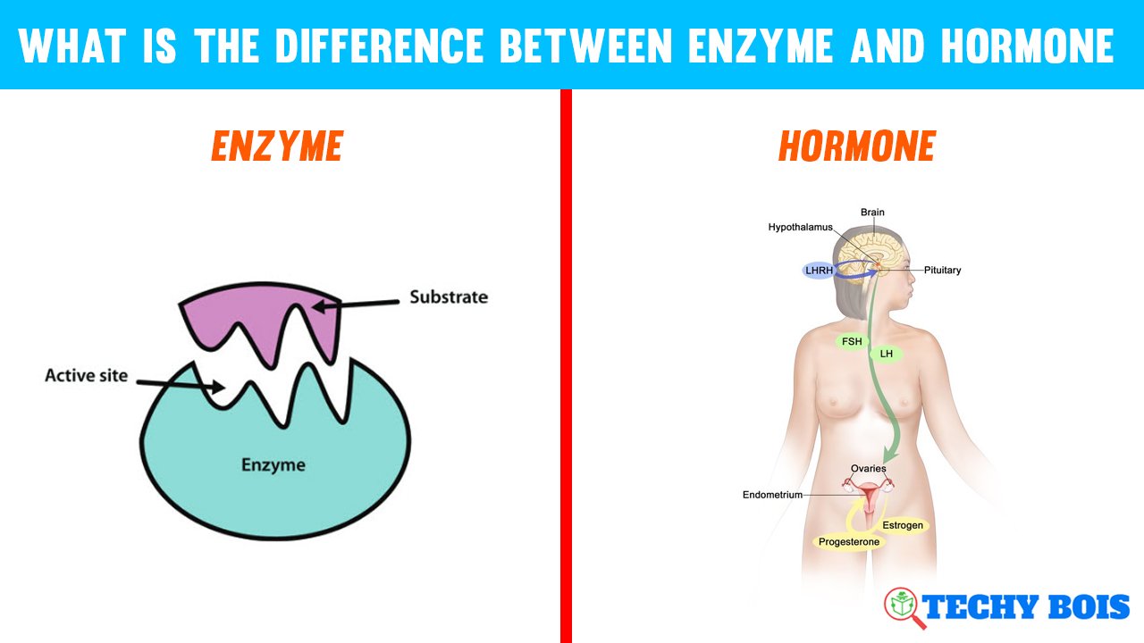 What is The Difference Between Enzyme and Hormone