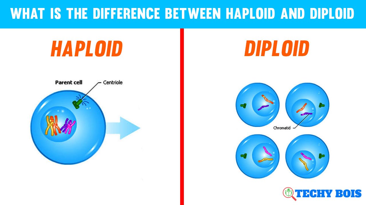What is The Difference Between Haploid and Diploid