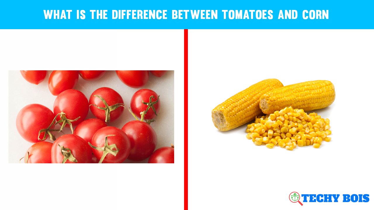 What is the difference between Tomatoes and corn