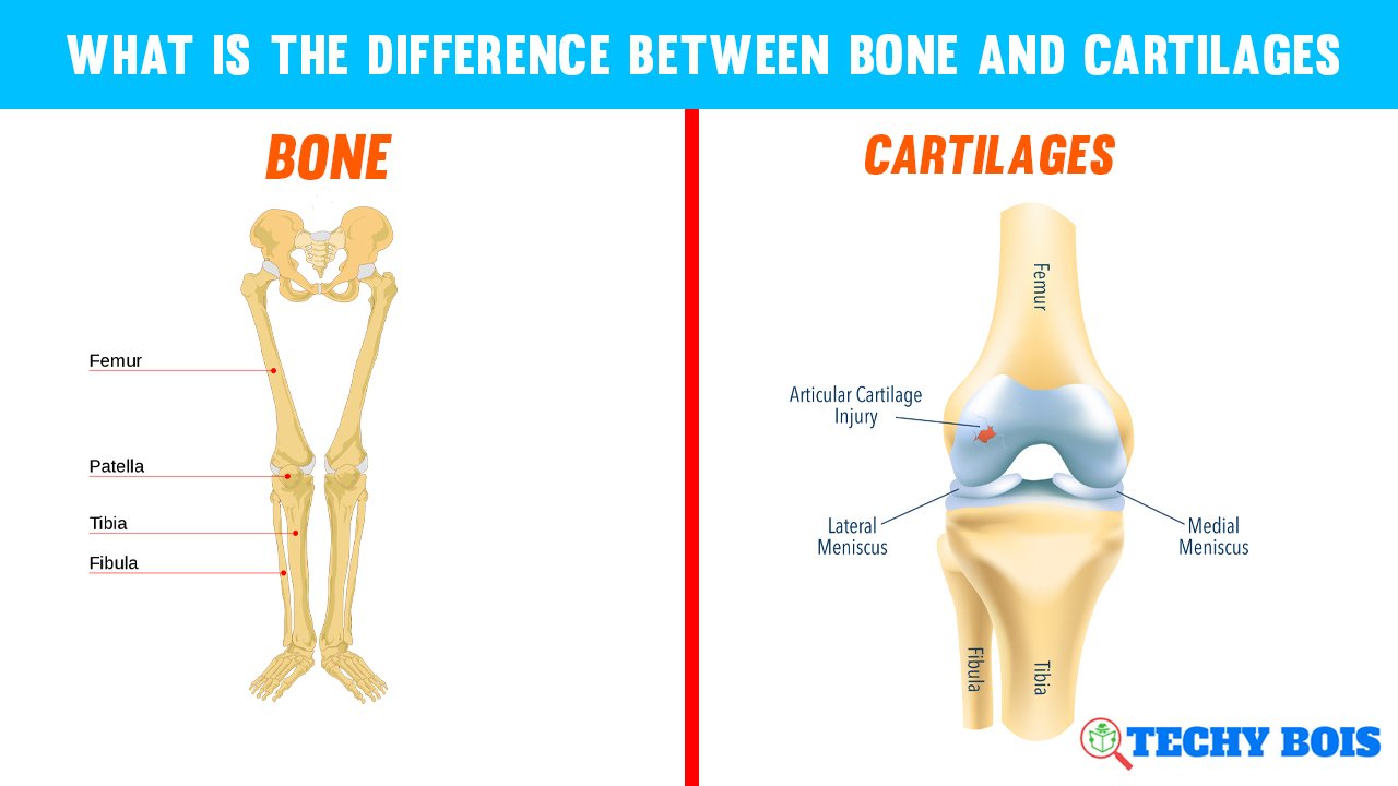 What is the difference between bone and cartilages