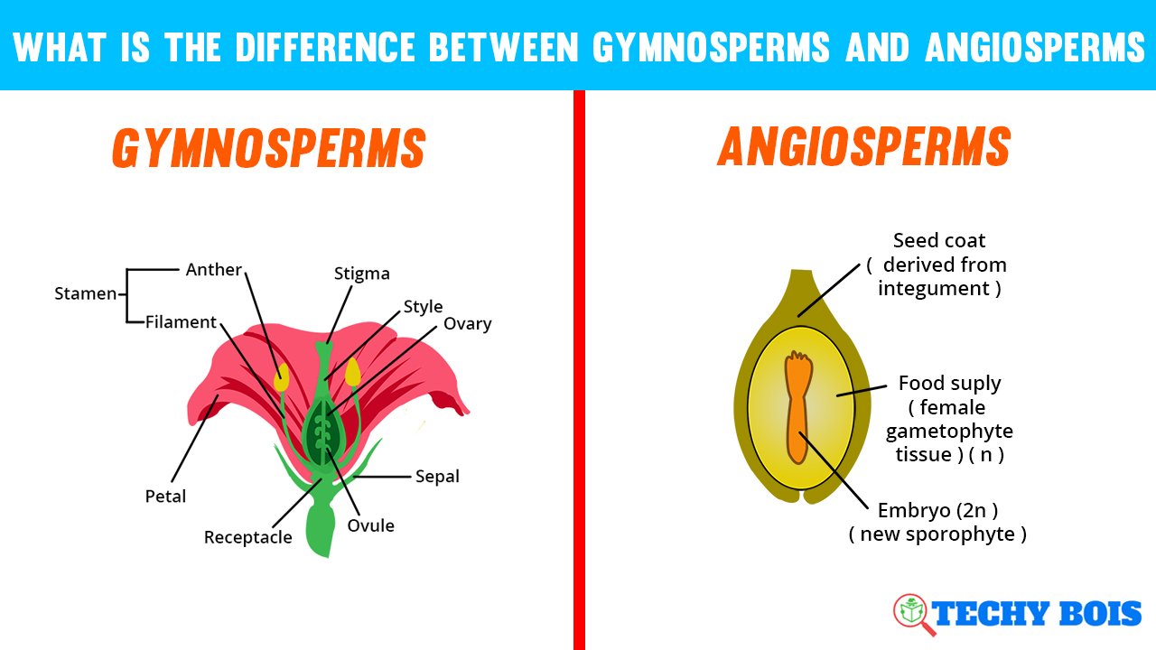 What is the difference between gymnosperms and angiosperms