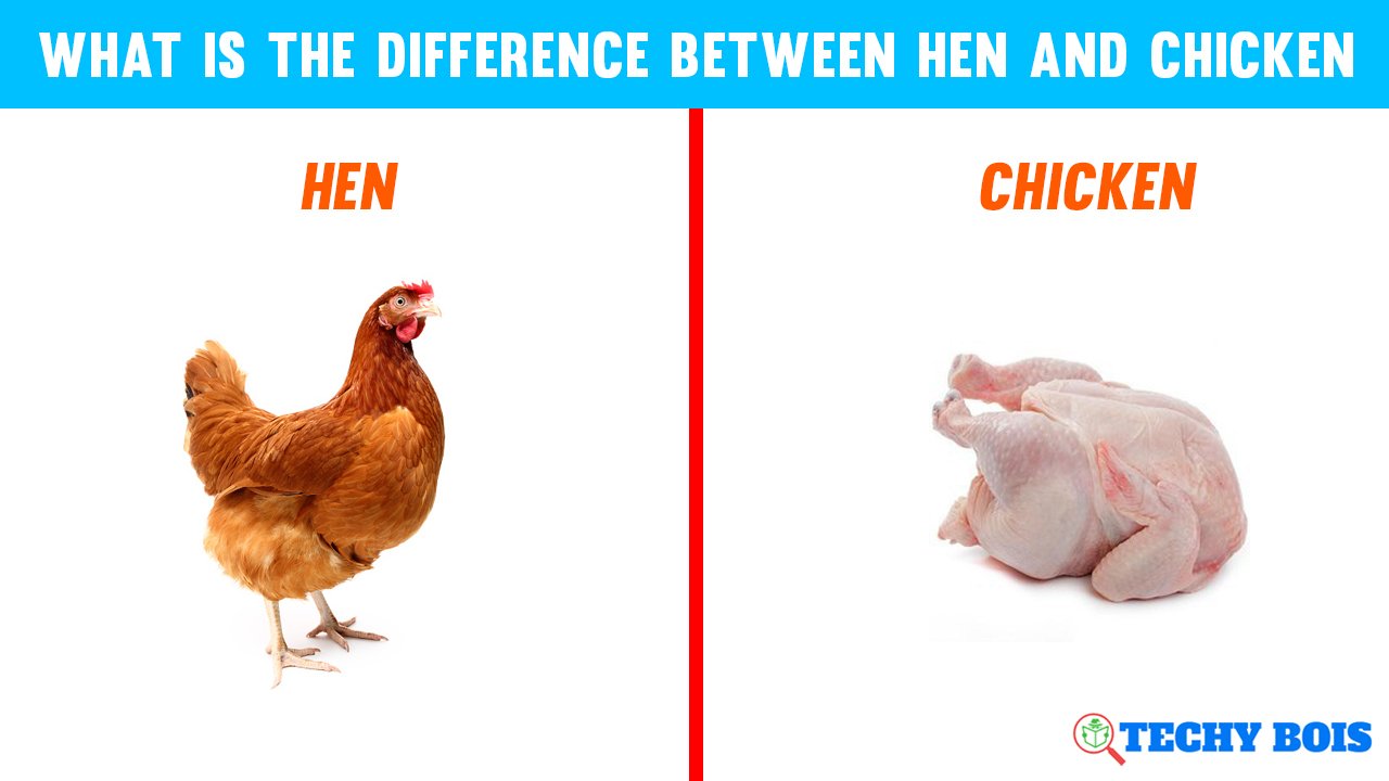 What is the difference between hen and chicken