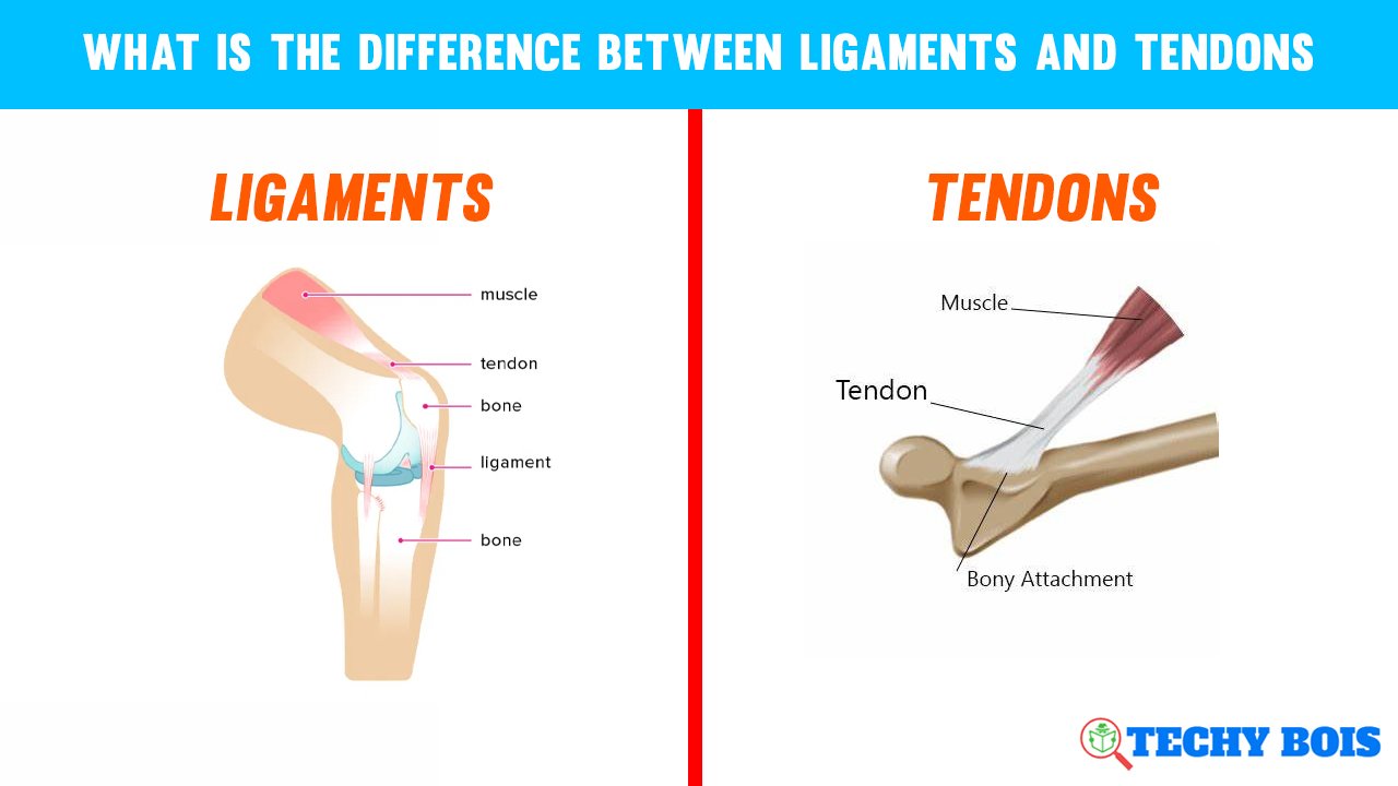 What is the difference between ligaments and tendons