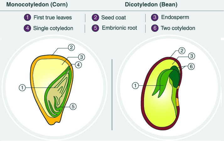 difference between monocot and dicot seeds