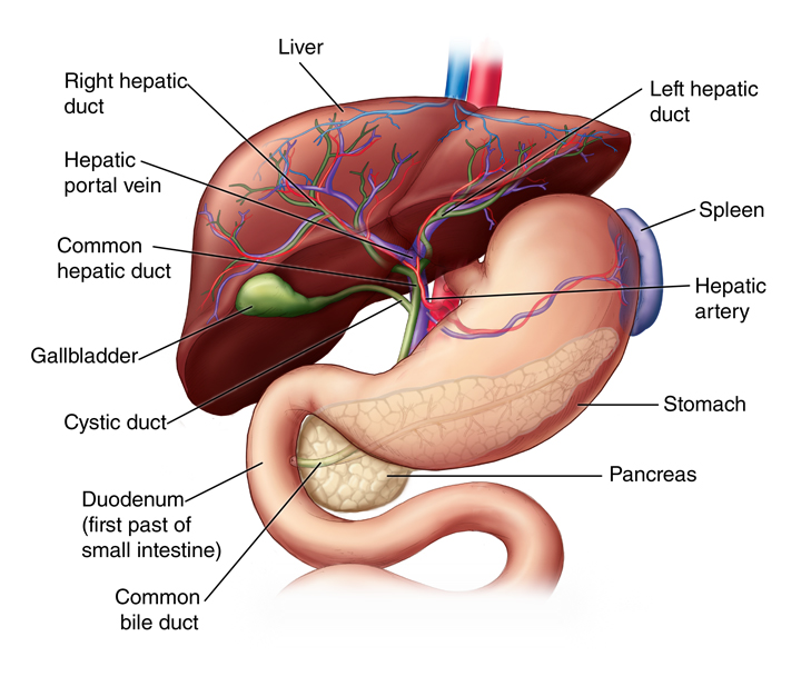 what is the function of the liver