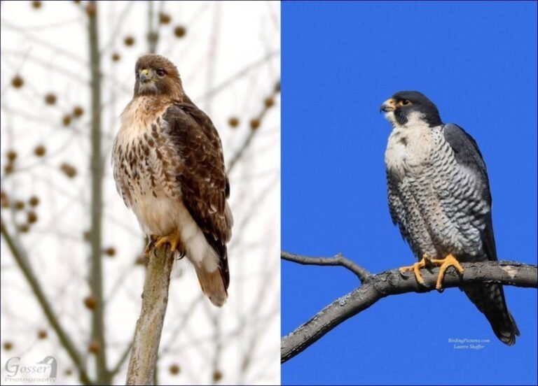 Difference between hawk and falcon