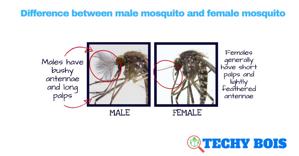 Difference between male mosquito and female mosquito