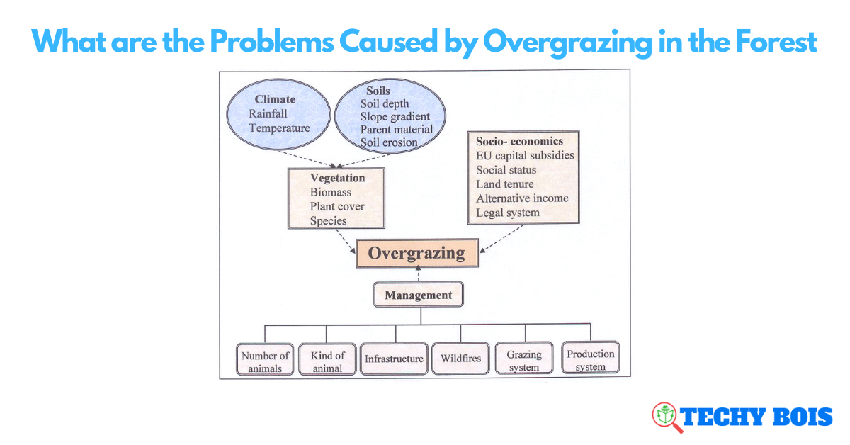 What are the Problems Caused by Overgrazing in the Forest