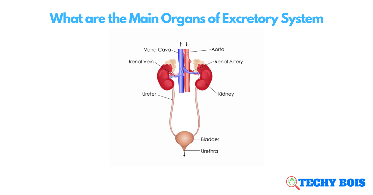 What are the Main Organs of Excretory System