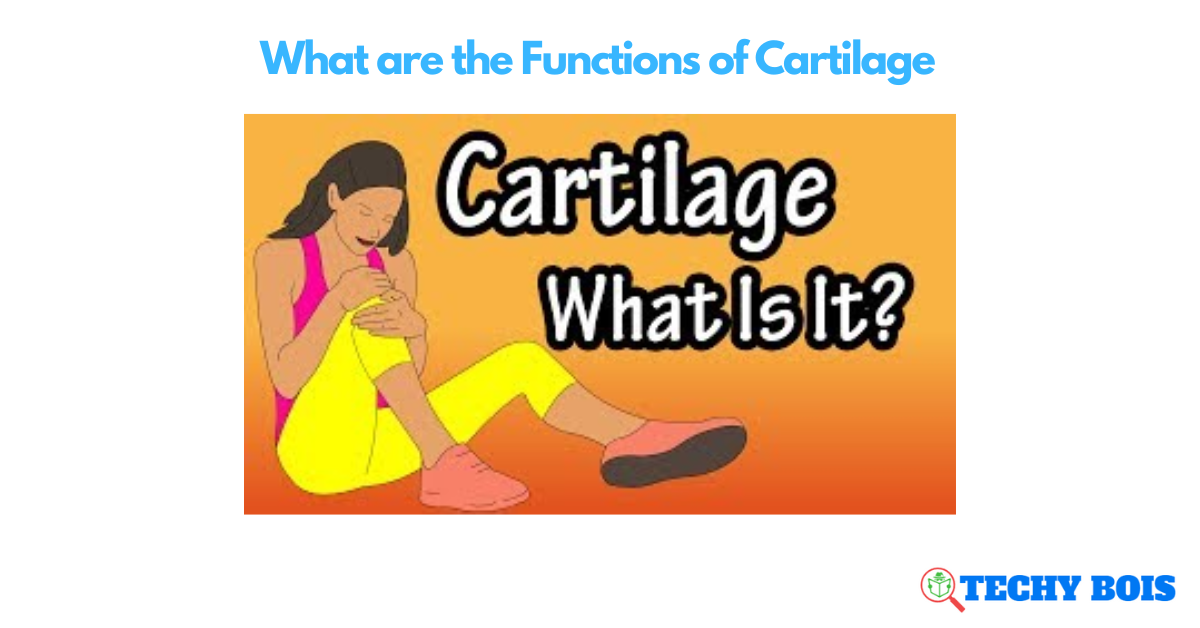 What are the Functions of Cartilage