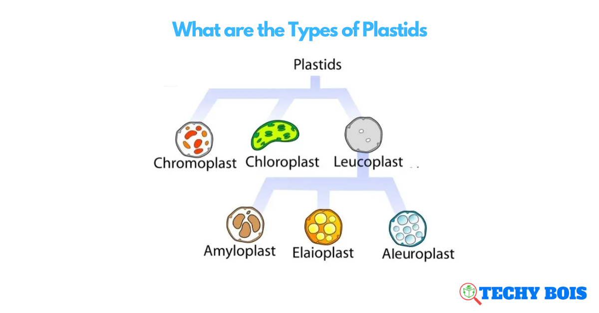 What are the Types of Plastids