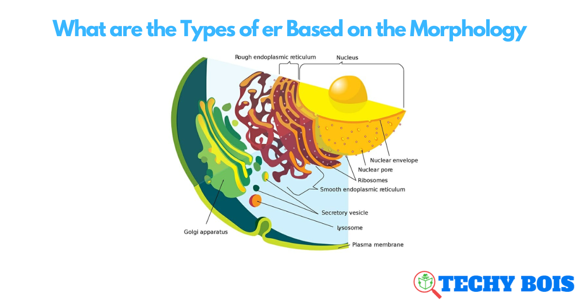 What are the Types of er Based on the Morphology