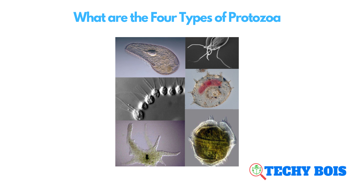 What are the Four Types of Protozoa