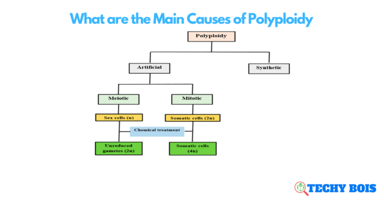 What are the Main Causes of Polyploidy