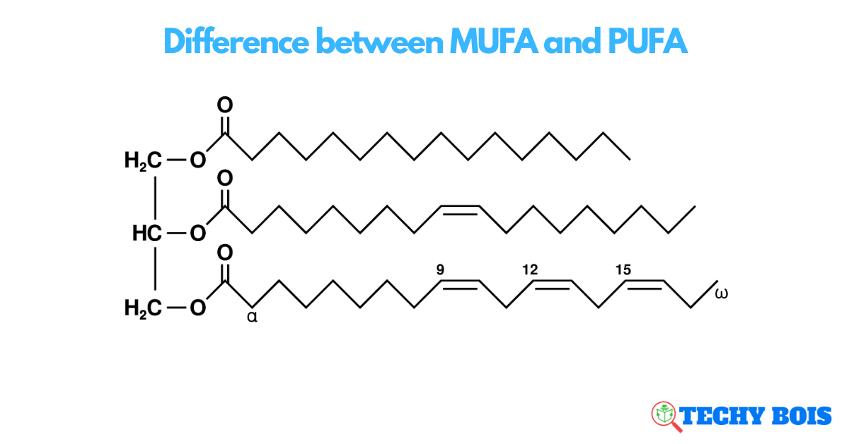 Difference between MUFA and PUFA
